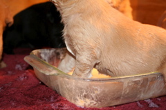 First Milk DIsh - 5